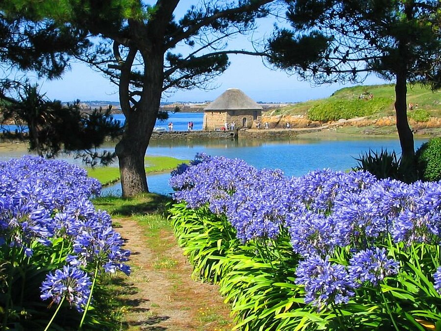 Met bloemen omzoomd pad naar de molen van Birlot op het eiland Bréhat, een iconische plek om te ontdekken tijdens een verblijf op een charme camping in de Côtes-d’Armor.