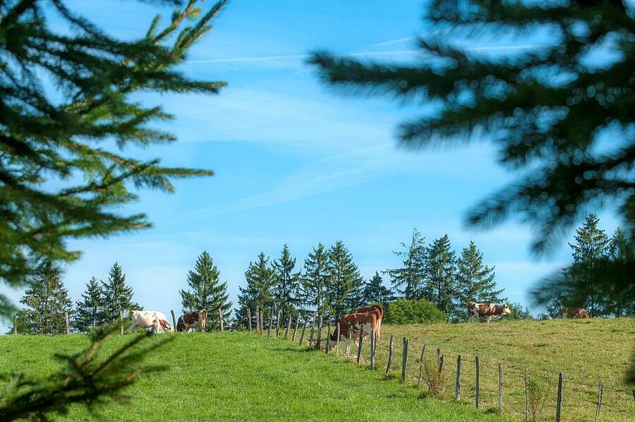 Groen veld met koeien die vredig grazen op het platteland bij een camping