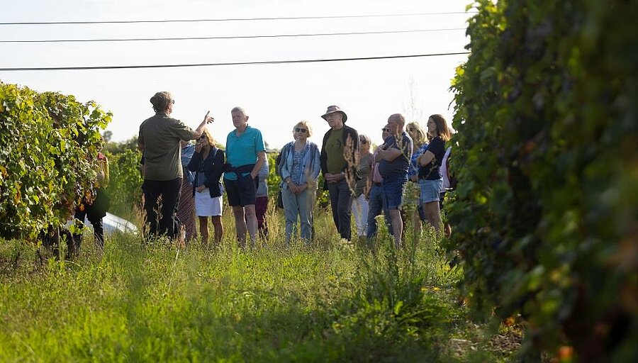 Vriendengroep op rondleiding in wijngaard bij camping, ideaal voor een groepsverblijf met grote capaciteit en gezellig samenzijn.