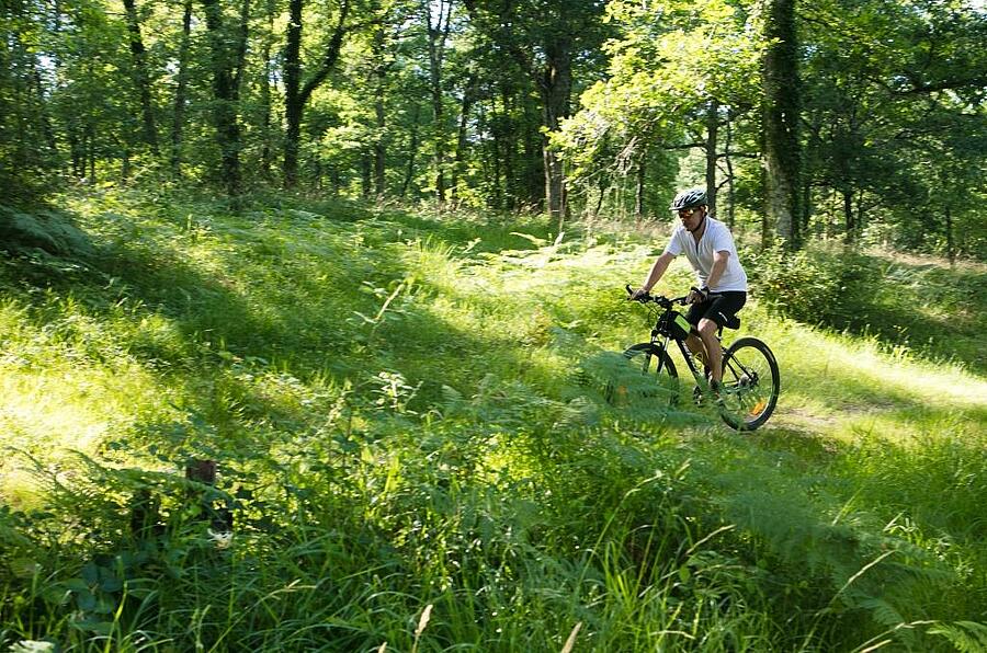 Een fietser verkent een groen bos op zijn mountainbike, een moment van ontsnapping in de natuur.
