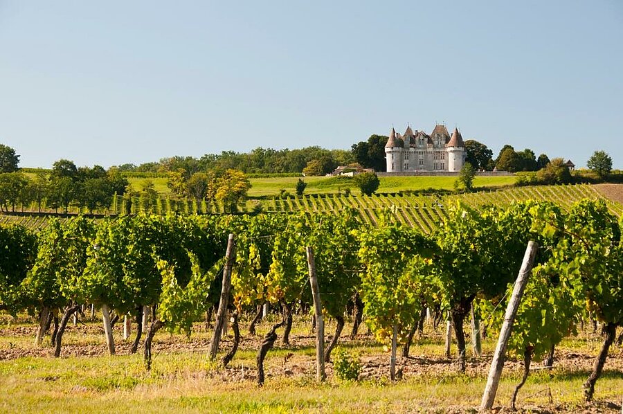 Wijngaarden van Monbazillac met uitzicht op het kasteel, een niet te missen stop vlakbij uw campsite bij Bergerac