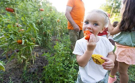 Klein meisje proeft een groente in de moestuin op de camping, als illustratie van het Handvest van de kleine kampeerder en het leren van duurzaam toerisme vanaf jonge leeftijd.