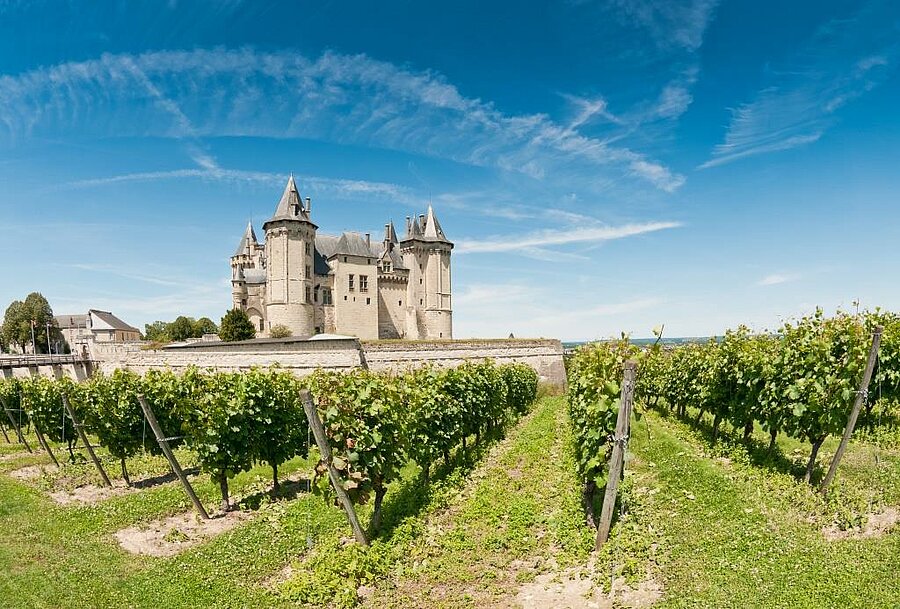 Wijngaard met middeleeuws kasteel op de achtergrond onder blauwe lucht in Saumur, Loirevallei.
