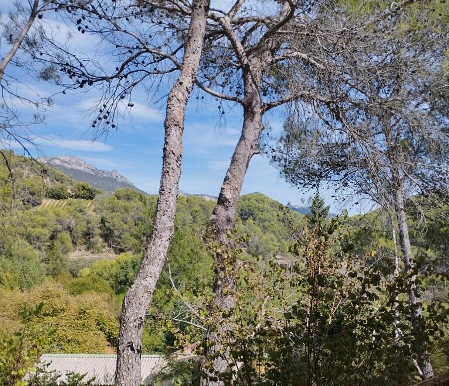 Uitzicht op pijnbomen en beboste heuvels van de Baronnies Provençales vanaf camping Domaine de l’Écluse bij Mont Ventoux.