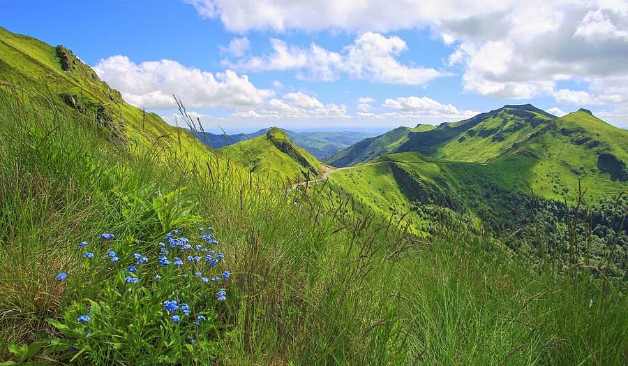 Uitzicht op de groene bergen van het Massif Central met wilde bloemen op de voorgrond, ideaal voor een natuurcamping.