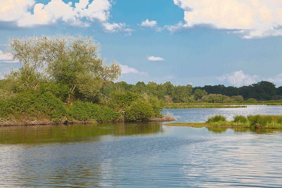 Rustig uitzicht op een typisch Solognevijver, omringd door groen, vlak bij een charme camping in de Loiret.